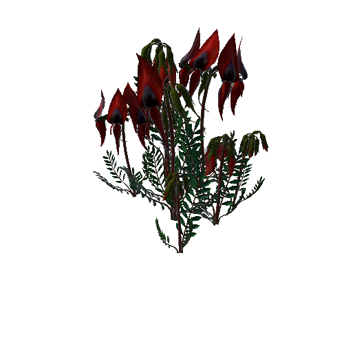 Flower Swainsona formosa1 3